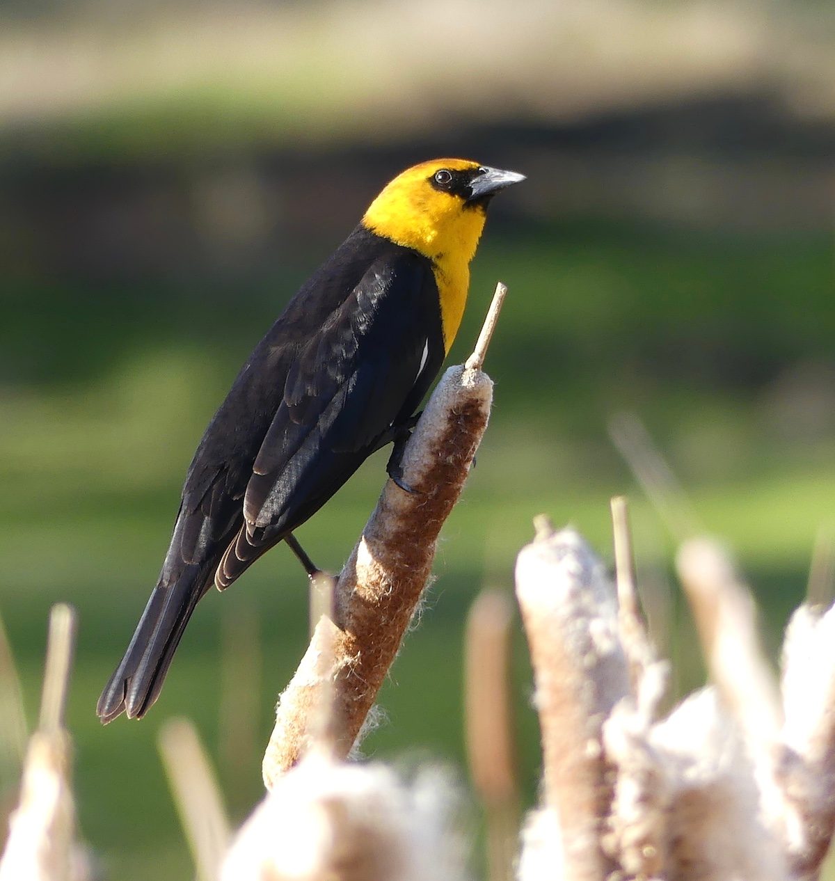 8 Yellow and Black Birds You Should Look For - Birds and Blooms