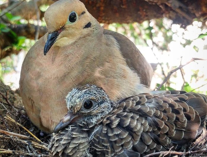 baby mourning dove in nest