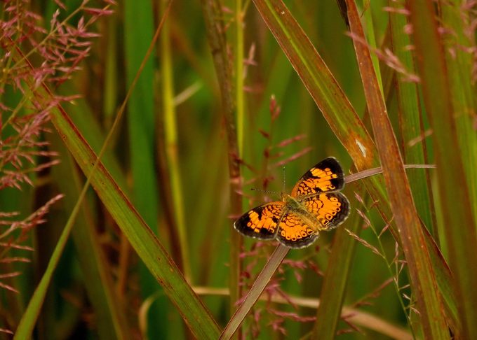 pearl crescent butterfly 