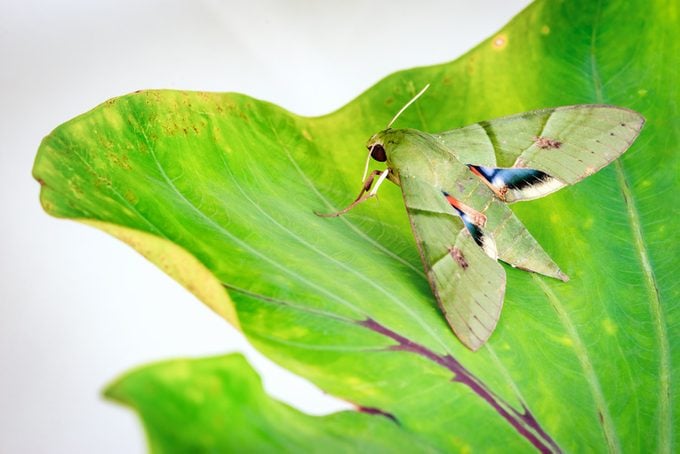 Eumorpha labruscae gaudy sphinx green moth catapilar on leaf hawk-moth