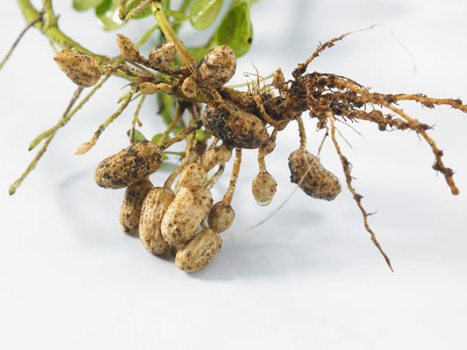 how to grow peanuts, peanut plant