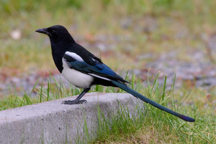 20 Black And White Birds You Might See - Birds And Blooms