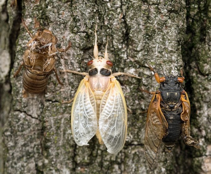 Brood X Cicada Nymph, Adult and Empty Skin