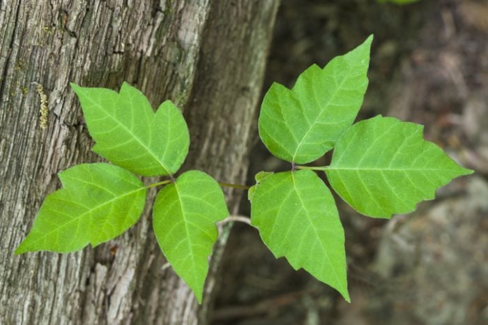 Poison Ivy (Rhus radicans) a poisonous plant