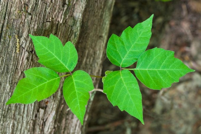 Poison Ivy (Rhus radicans) a poisonous plant