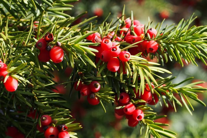 A yew bush with bright red berries