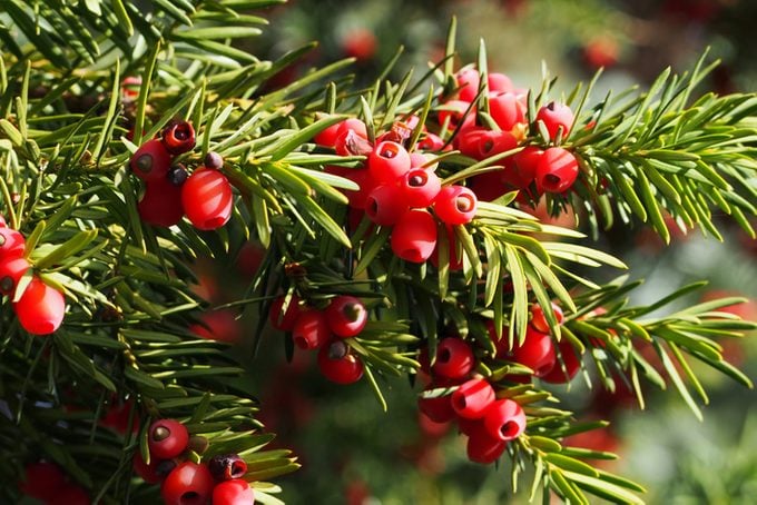 poisonous plants, A yew bush with bright red berries