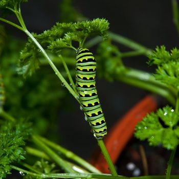 parsley caterpillar, Black Swallowtail Caterpillar