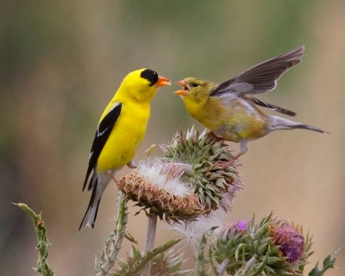 Male Goldfinch Feeds Fledgling baby goldfinch