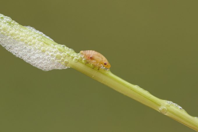 A cute Common Froghopper (Philaenus spumarius) also called spittlebug or cuckoo spit insect on the stem of a plant with its spittle, which acts as protection for this bug.
