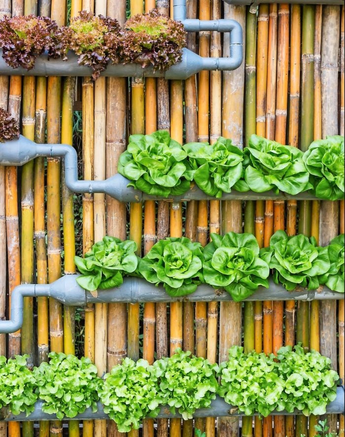 A combination of gray painted PVC pipes with cut outs hold a few types of lettuce.
