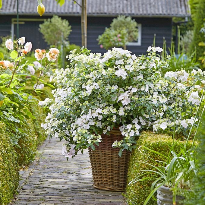 small plants, Hydrangea Runaway Bride®