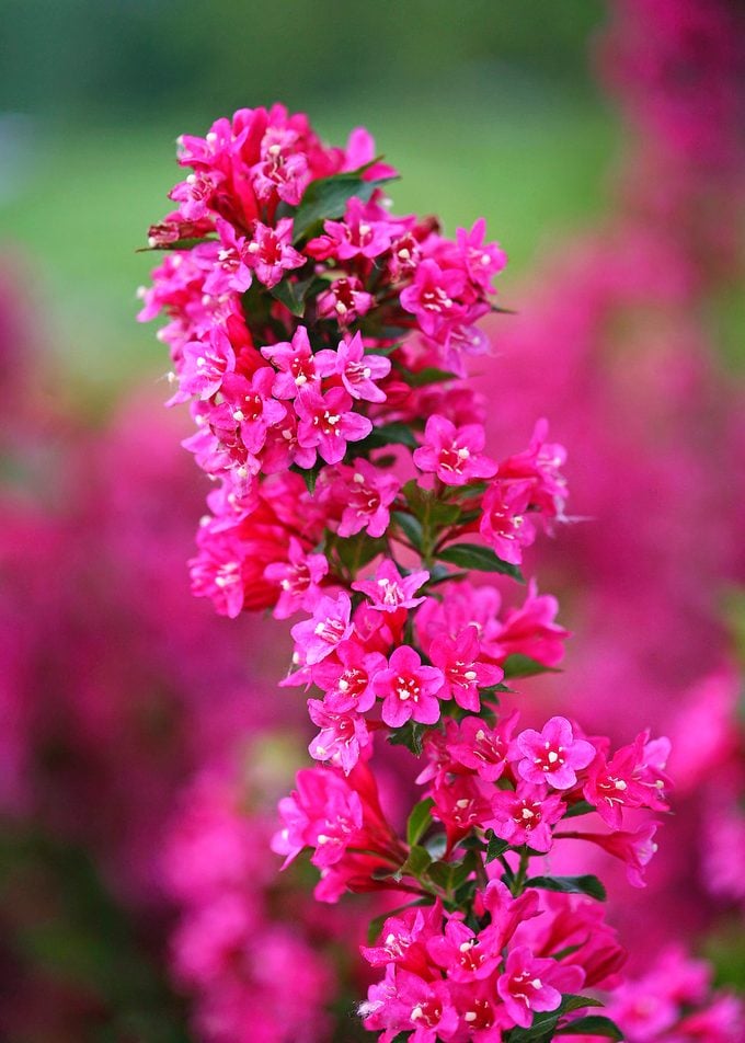 Pwsonic Bloom Pink Weigela