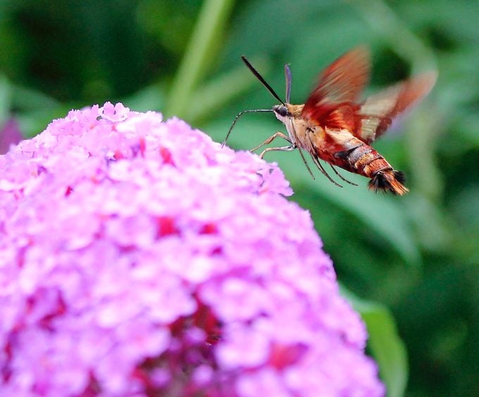 moth that looks like a hummingbird