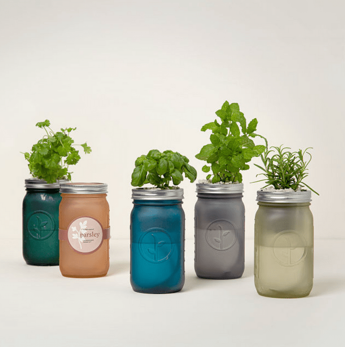 Mason Jar Indoor Herb Garden
