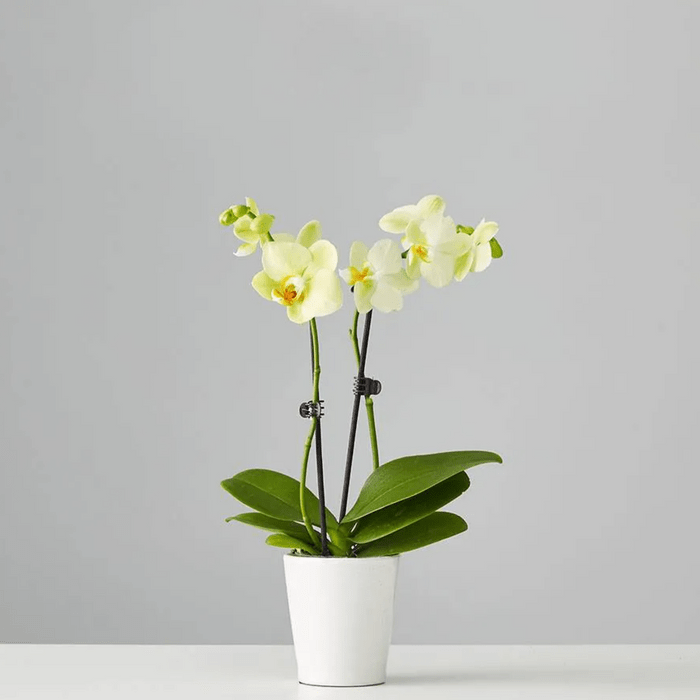 orchid, best indoor office plants
