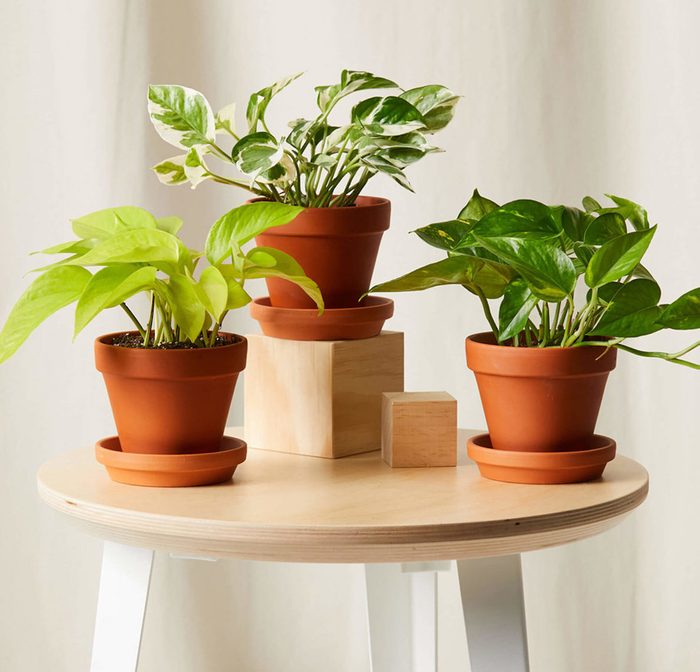 Bloomscape Pothos Collection Terra Cotta Crop0621 Scaled E1625247167764