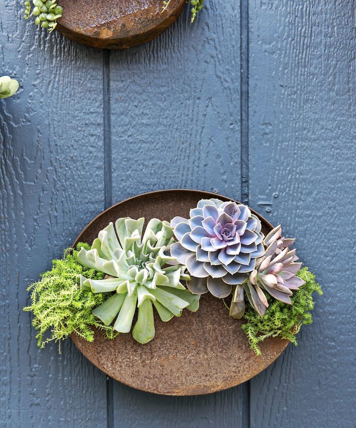 A round metal planter hanging on a wall holds a variety of succulents.