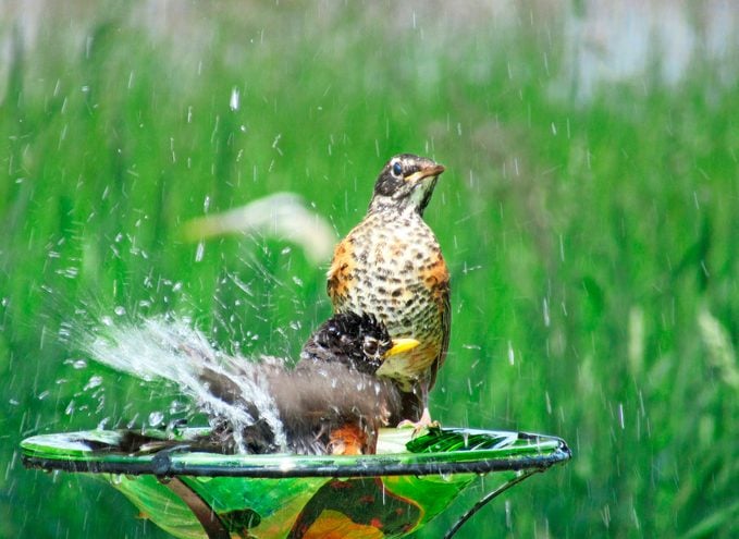 Two American robins splash in a small birdbath.
