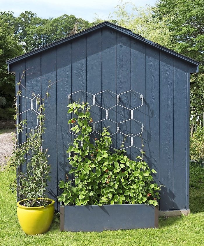 A planter with a built-in wire trellis in a hexagon pattern with a vine.