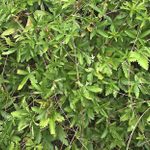 How to Manage Cinquefoil and Helleborine in Your Yard