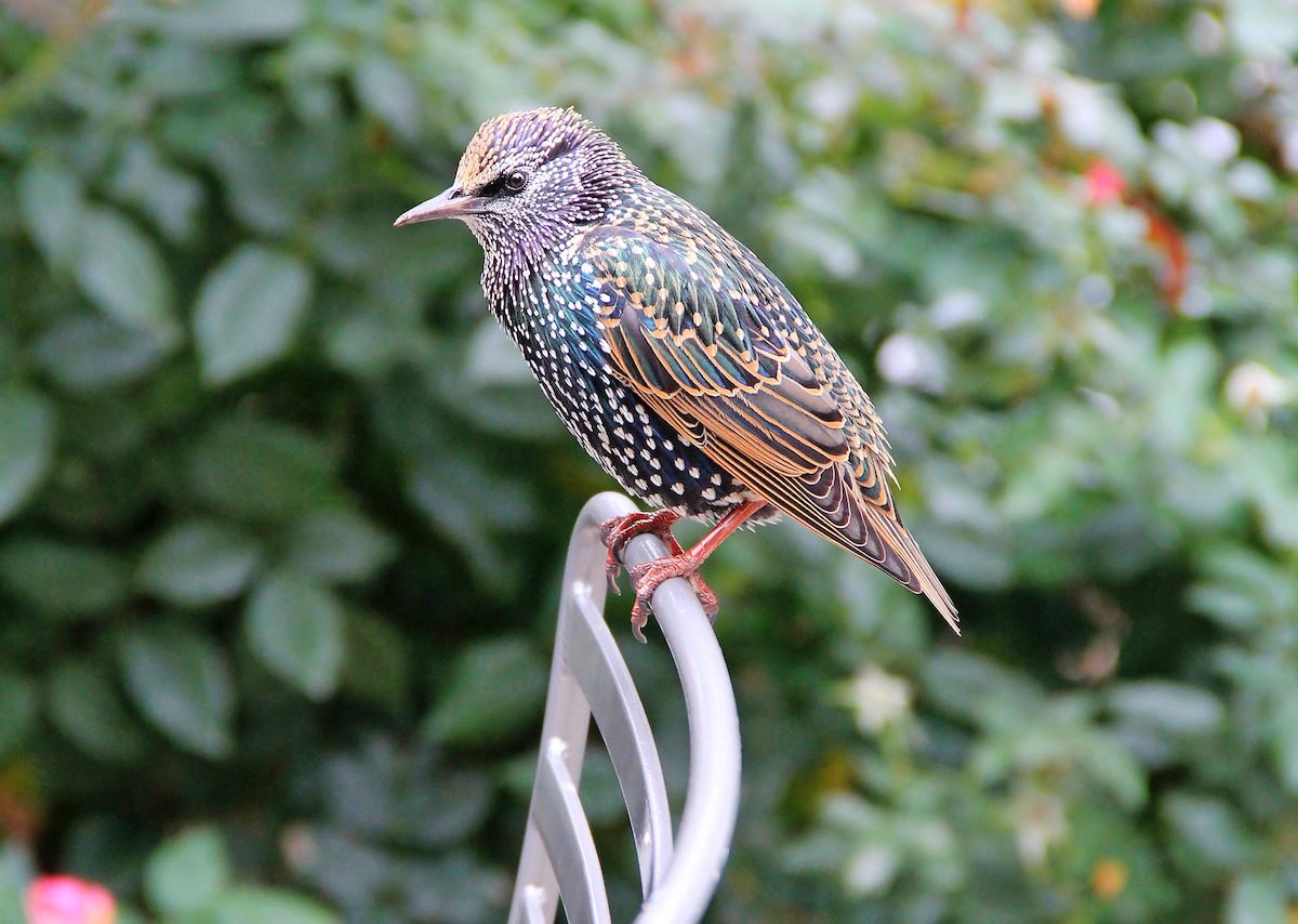 European Starling: Everything You Should Know - Birds and Blooms
