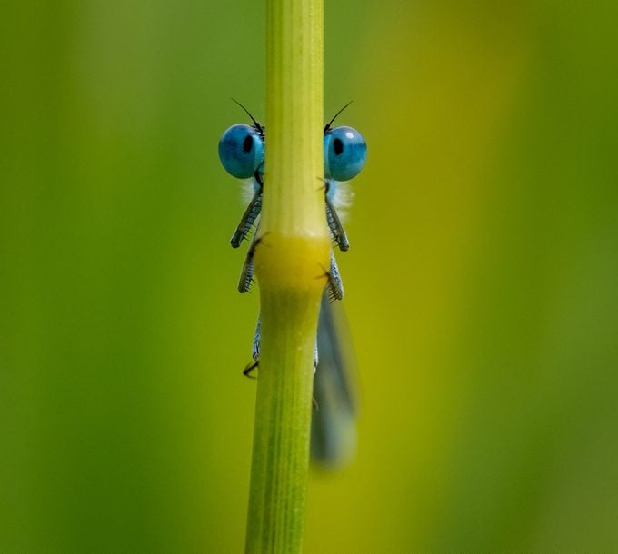 damselfly, pictures of bugs