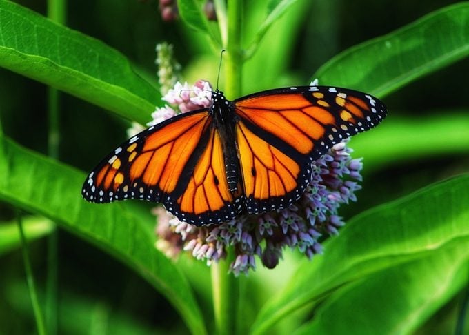 251125402 1 Kira Macneil Bnb Bypc2020, are monarch butterflies endangered?