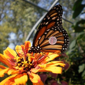 are monarch butterflies endangered?
