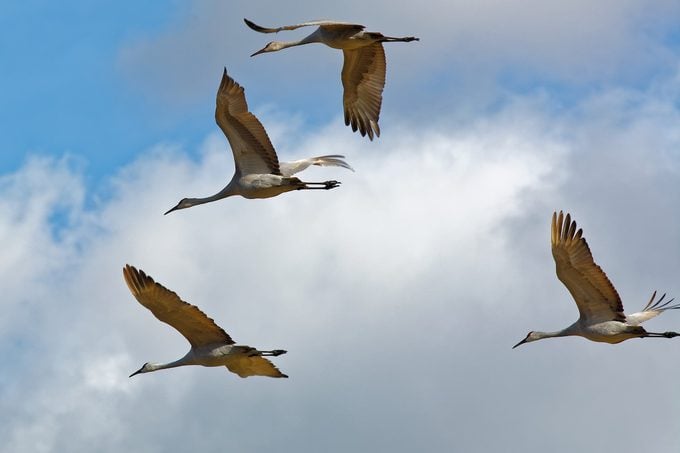 sandhill crane flying