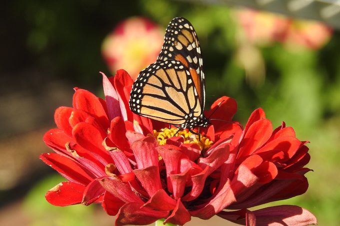 monarch butterfly flowers