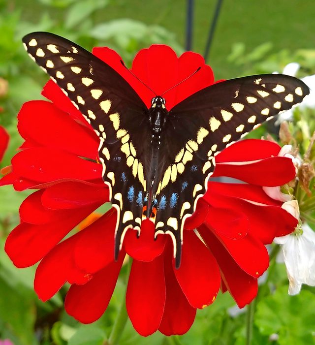 Black swallowtail, swallowtail butterfly facts