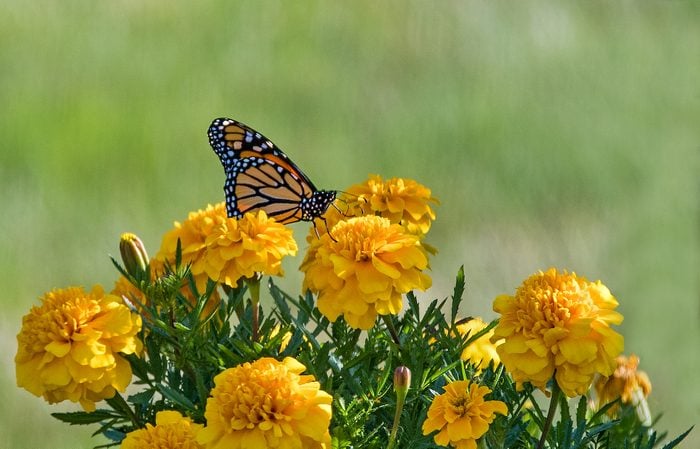monarch on marigold flowers