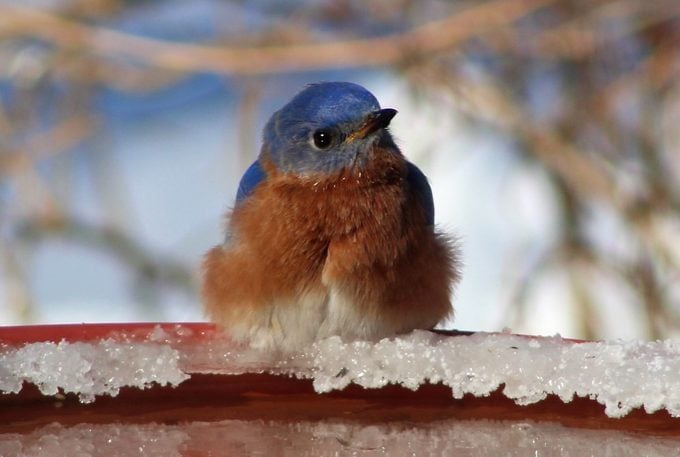 bluebird on winter bird bath