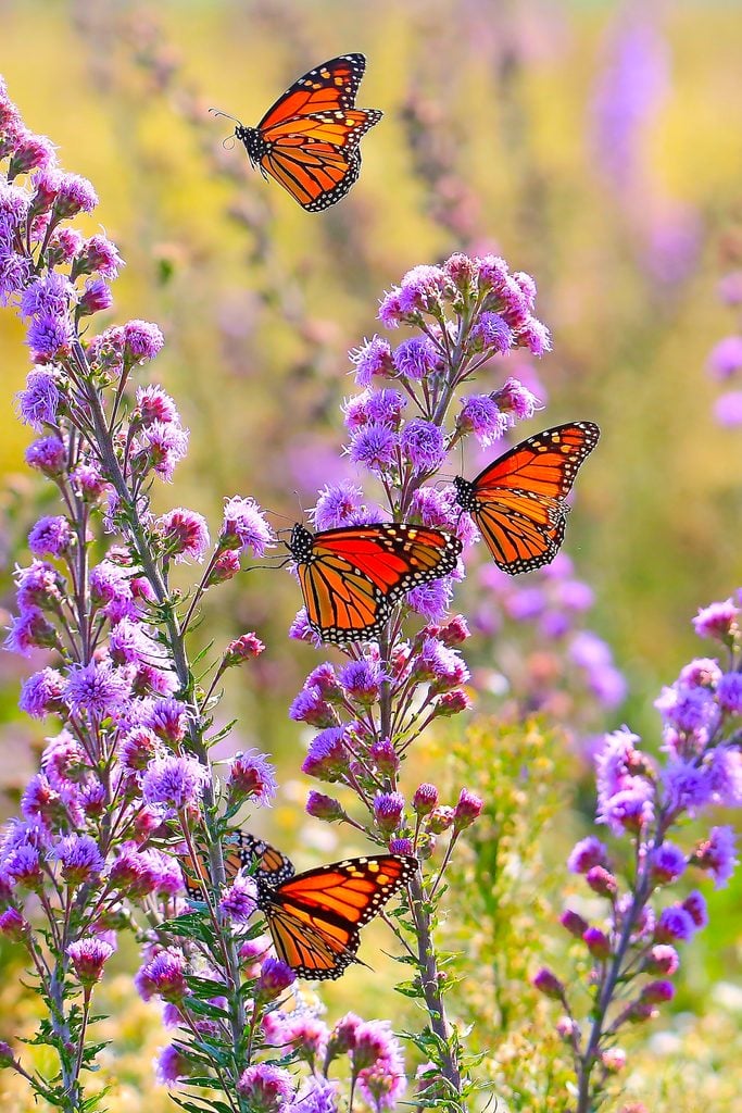 Monarch butterflies on meadow blazing star