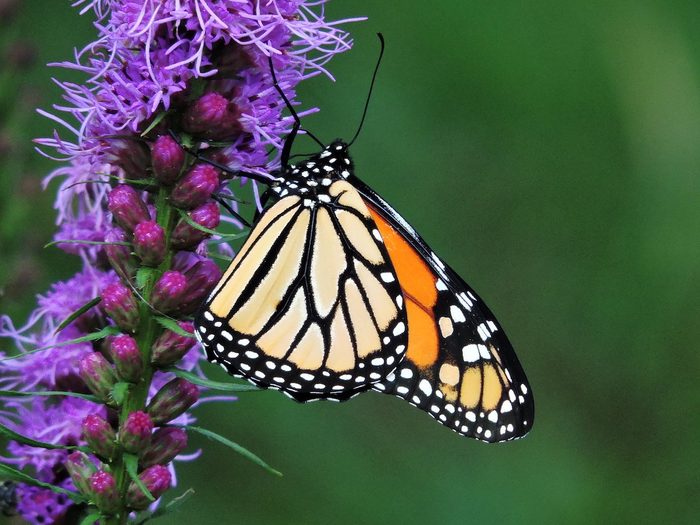 monarch butterfly on liatris