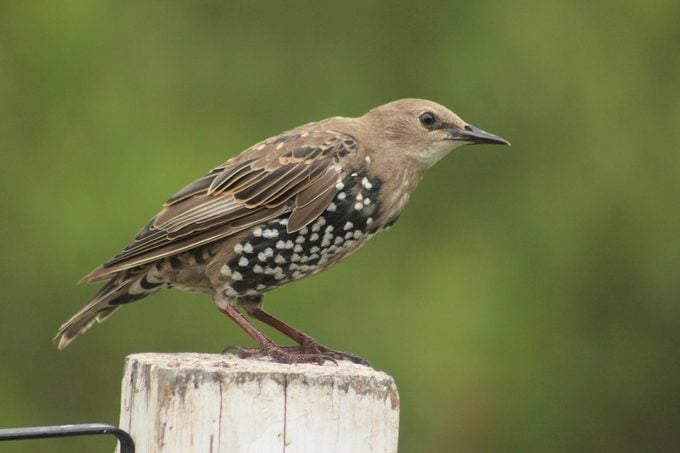 juvenile starling
