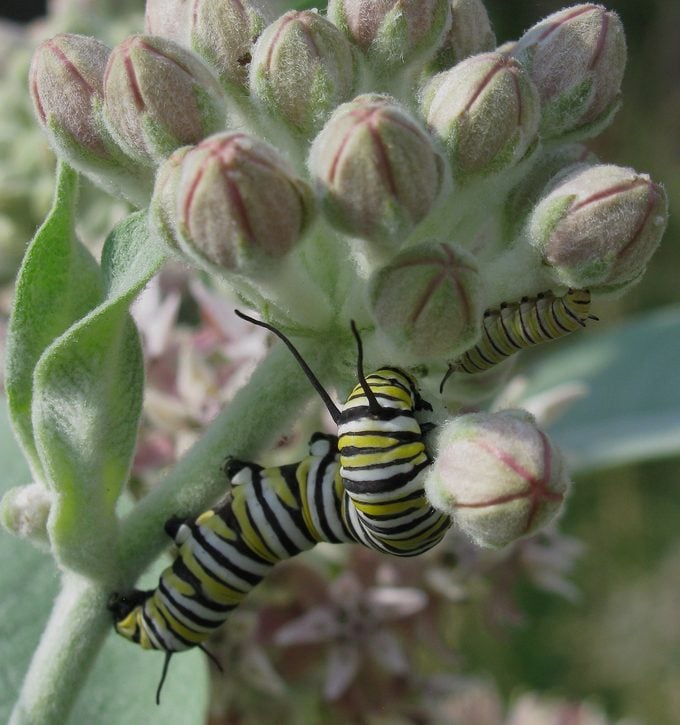 monarch caterpillars on showy milkweed