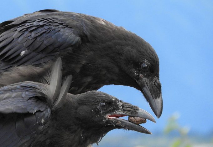 common raven birds