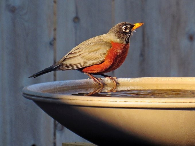 robin on heated bird bath