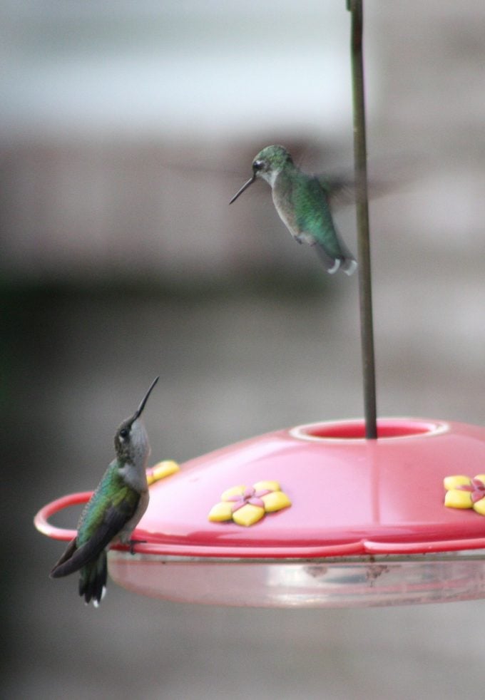 territorial hummingbirds