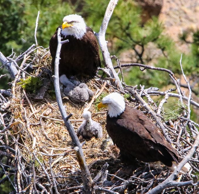 bald eagles, birds that mate for life