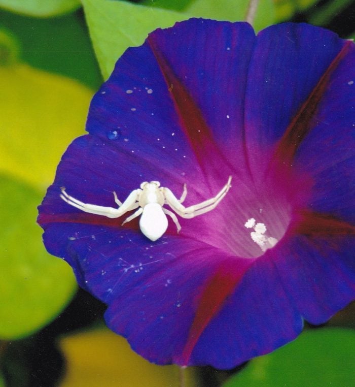 crab spider, pictures of bugs