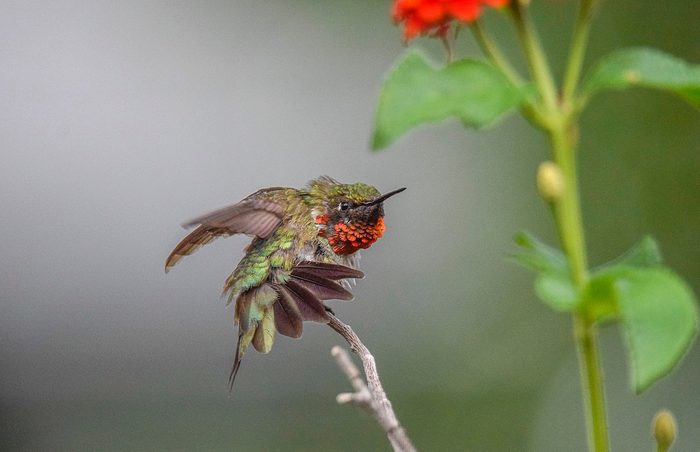 male ruby throated hummingbird