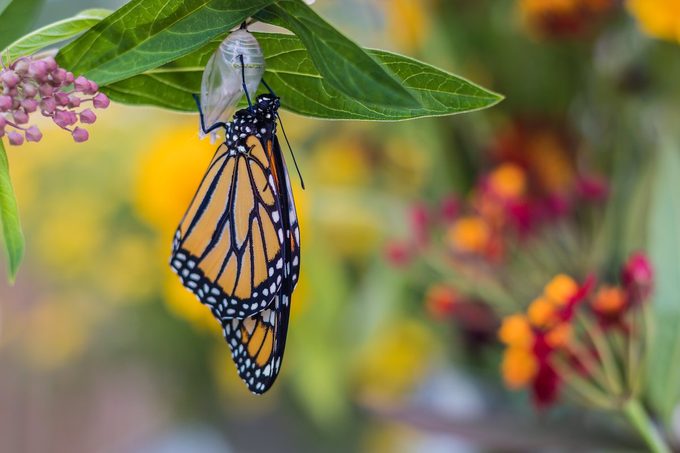 monarch butterfly meaning