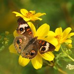Attracting Butterflies: Meet the Common Buckeye