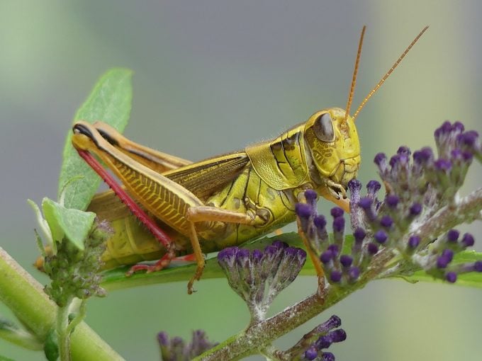 grasshopper, pictures of bugs