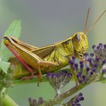 How to Control and Get Rid of Grasshoppers