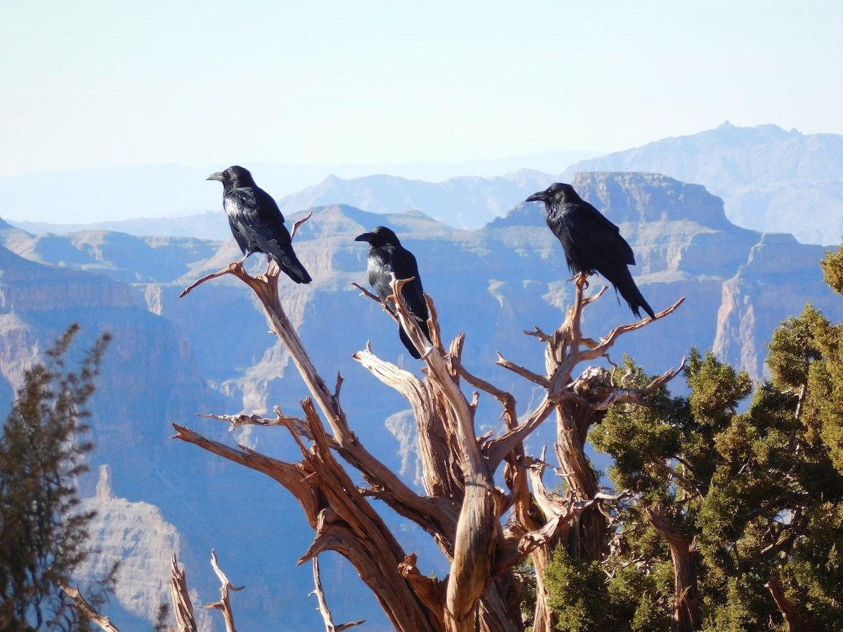 ravens at grand canyon