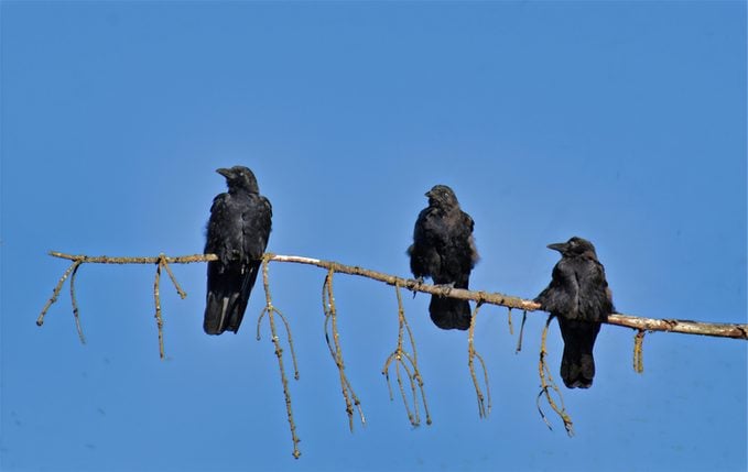 crows, smartest bird